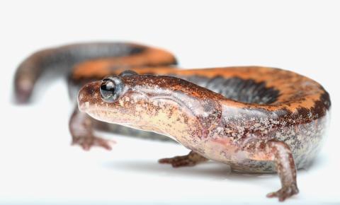 Photo of a red backed salamander against a white backdrop.