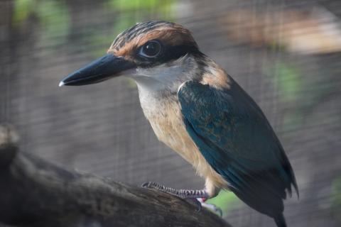 Photo of a female Guam sihek perched on a branch in an enclosure.