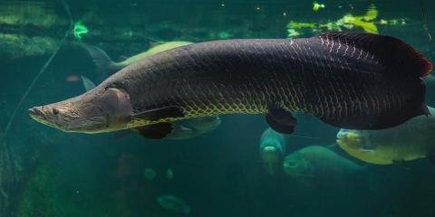 Side view of a huge, scaly fish with silver scales that are pinkish near the tail.