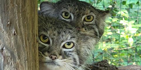 Two Pallas's cats peek their heads from behind a wooden post.