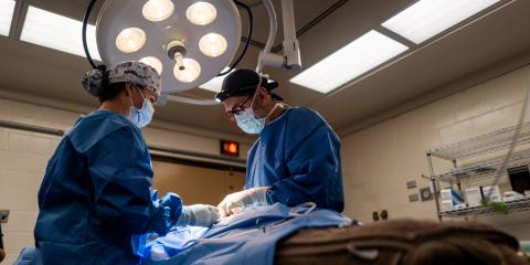 Two surgeons operate on a cheetah cub, who is mostly covered in a blue protective blanket.