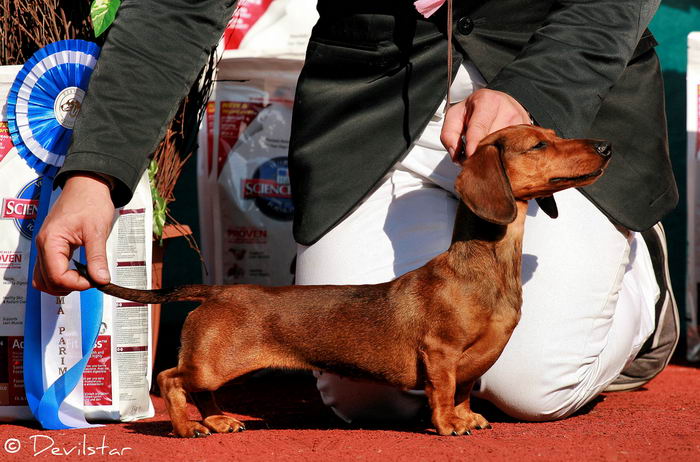 Такса кроличья (Rabbit Dachshund)