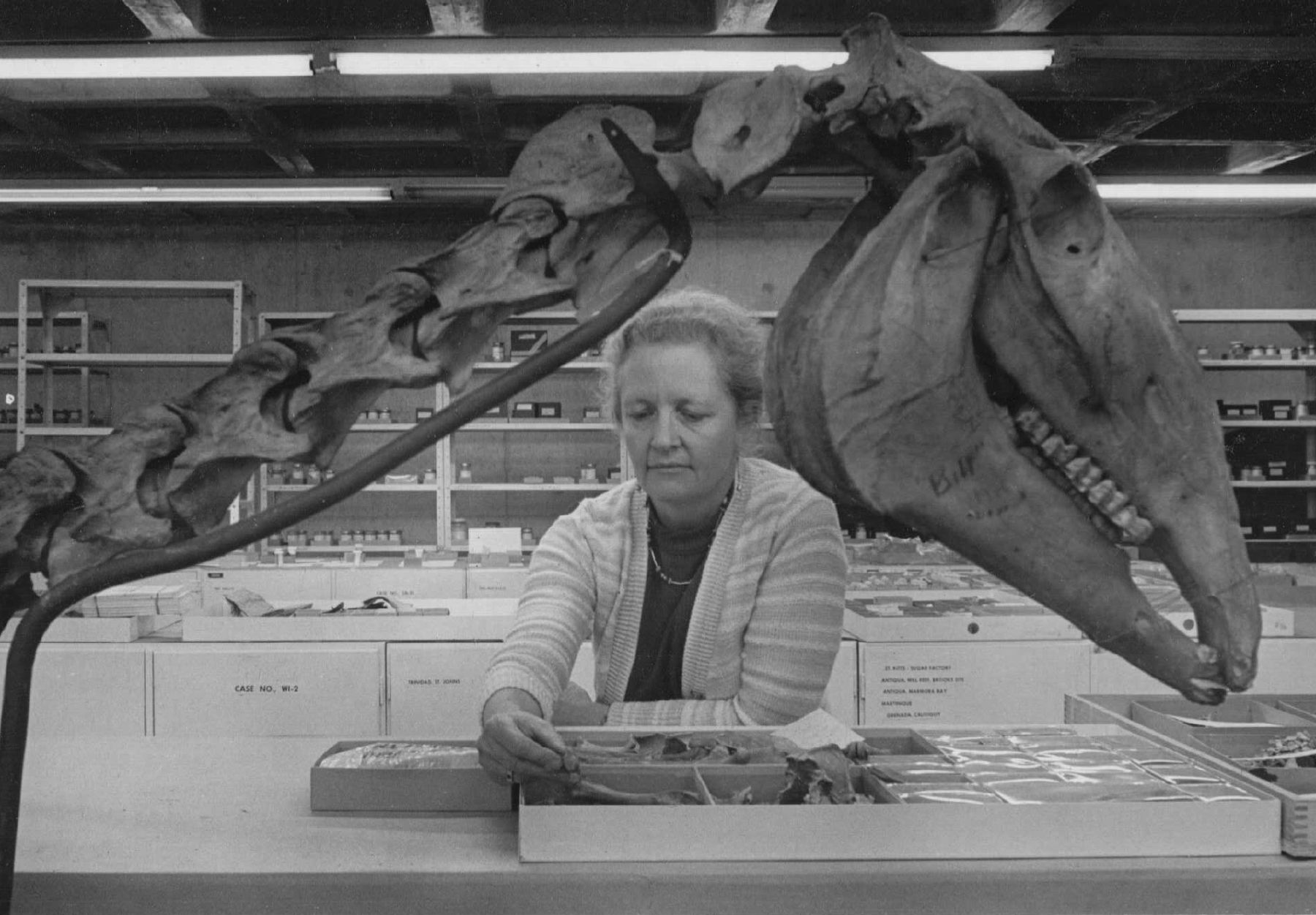 Liz Wing, founder of the environmental archaeology field, examining items in the lab.