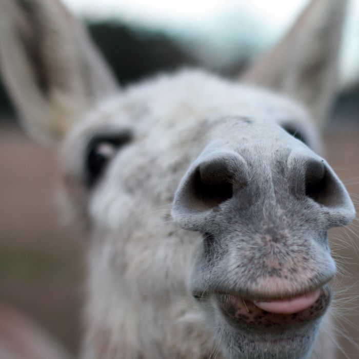 Close up photo of a donkey's face