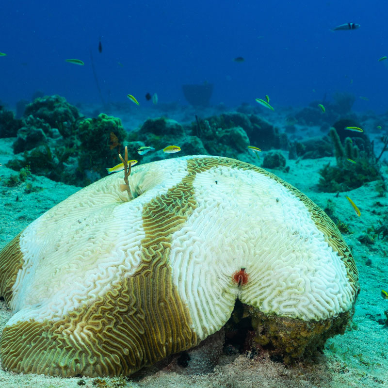 Stony coral tissue loss disease