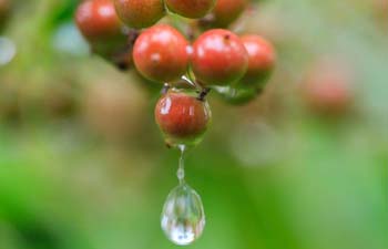 Heading for autumn: Picturesque scenery after rain