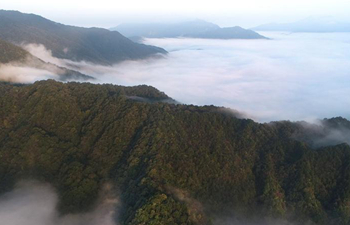 Last primary forest in east China: Tiantangzhai