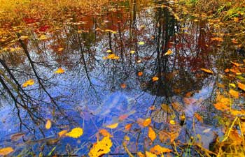 In pics: autumn scenery across China