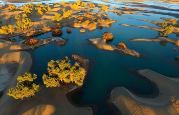 Populus euphratica seen in N China's Inner Mongolia