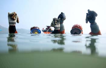 Fishermen harvest sea cucumbers in NE China