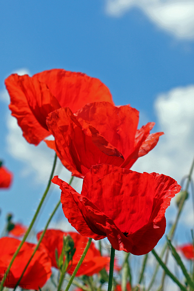 Potsdam Eiche - Poppies