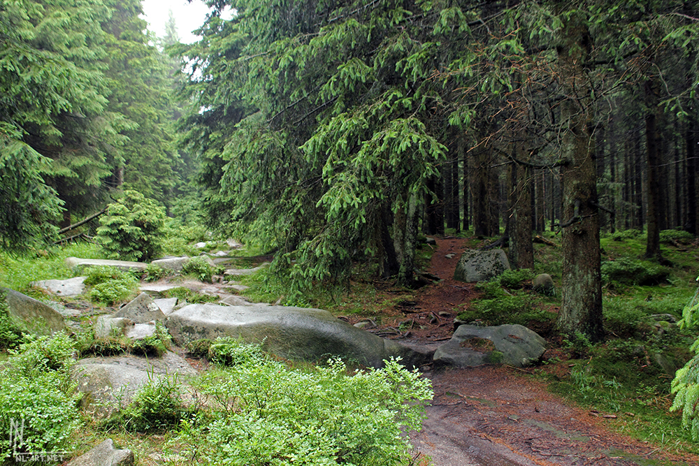 Hiking in the Harz