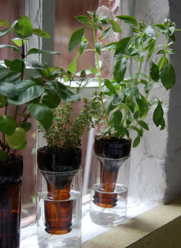 DIY Bottle Garden 