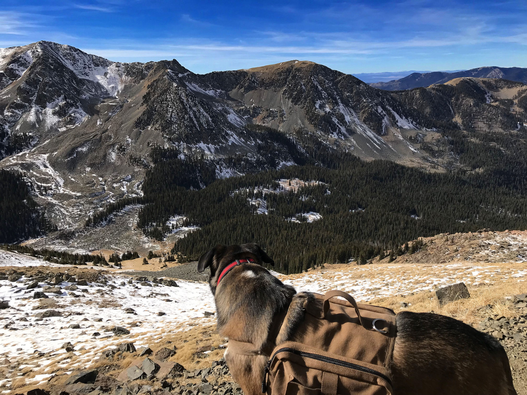 Dog Friendly Hiking