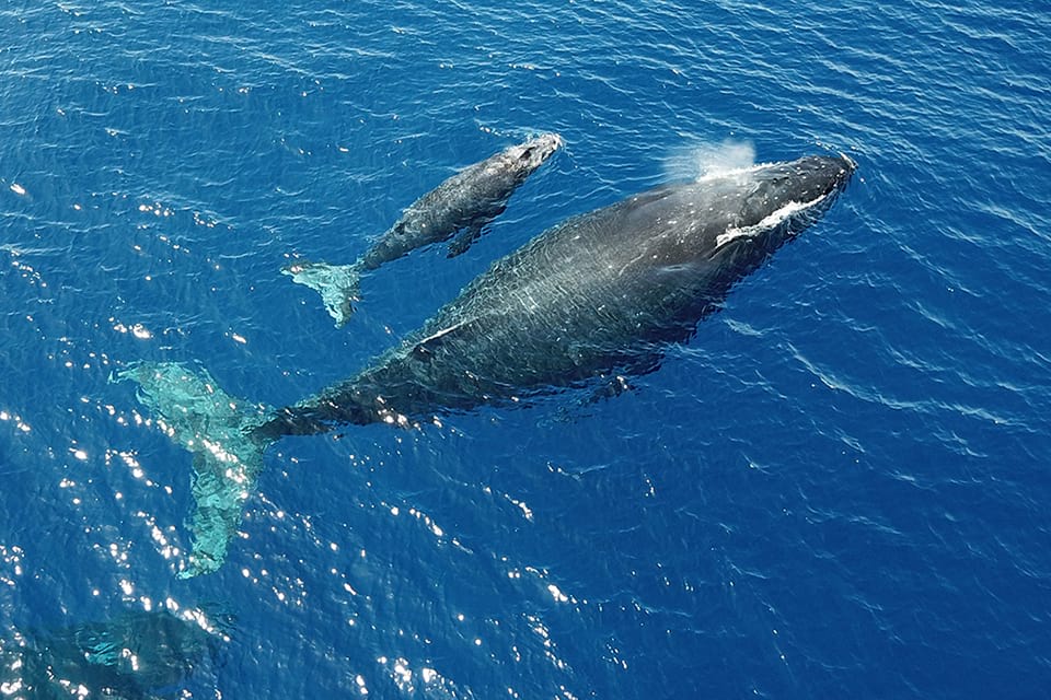 A mother humpback whale and her calf