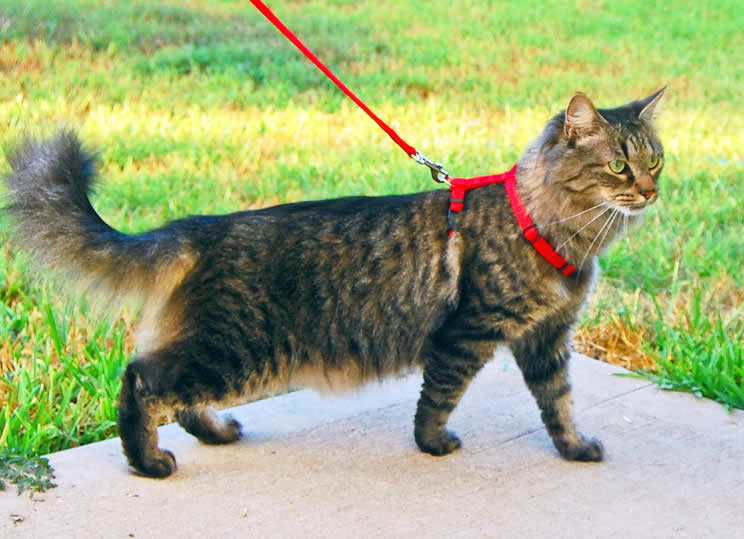 Tabby Cat On Leash