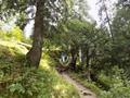 Mushkpuri Hiking Track, Nathiagali, KPK