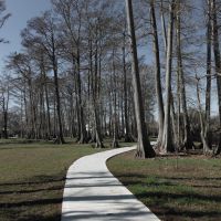 cypress trees in the park, Морган-Сити