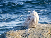 Snowy Owl Bubo scandiacus on the beach in Rhode Island 