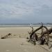 Oregon Dunes National Recreation Area (South)