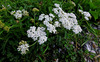 image of Achillea setacea