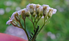 image of Achillea setacea