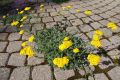 image of Achillea tomentosa