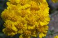 image of Achillea tomentosa