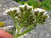 image of Achillea millefolium