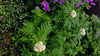 image of Achillea macrophylla