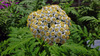 image of Achillea macrophylla