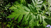 image of Achillea macrophylla