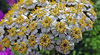 image of Achillea macrophylla