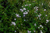 image of Ageratum corymbosum