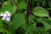 image of Ageratum corymbosum