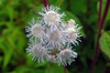 image of Ageratum corymbosum