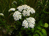 image of Achillea millefolium