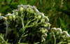 image of Achillea millefolium