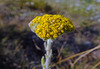 image of Achillea coarctata