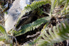 image of Achillea coarctata