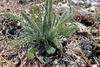 image of Achillea leptophylla