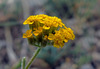 image of Achillea leptophylla