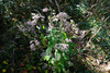 image of Ageratina altissima