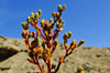 image of Amblyopappus pusillus