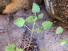 image of Amauria rotundifolia