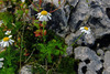 image of Achillea schuri