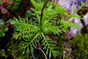 image of Achillea schuri