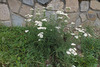 image of Achillea setacea