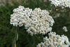 image of Achillea setacea