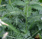 image of Achillea setacea